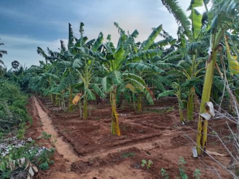 GardenLand For Sale Kopay