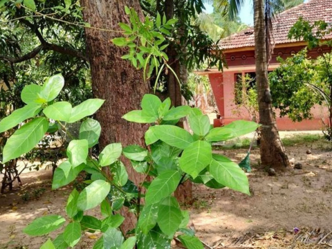 Land For Sale In Nallur