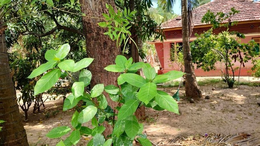 Land For Sale In Nallur